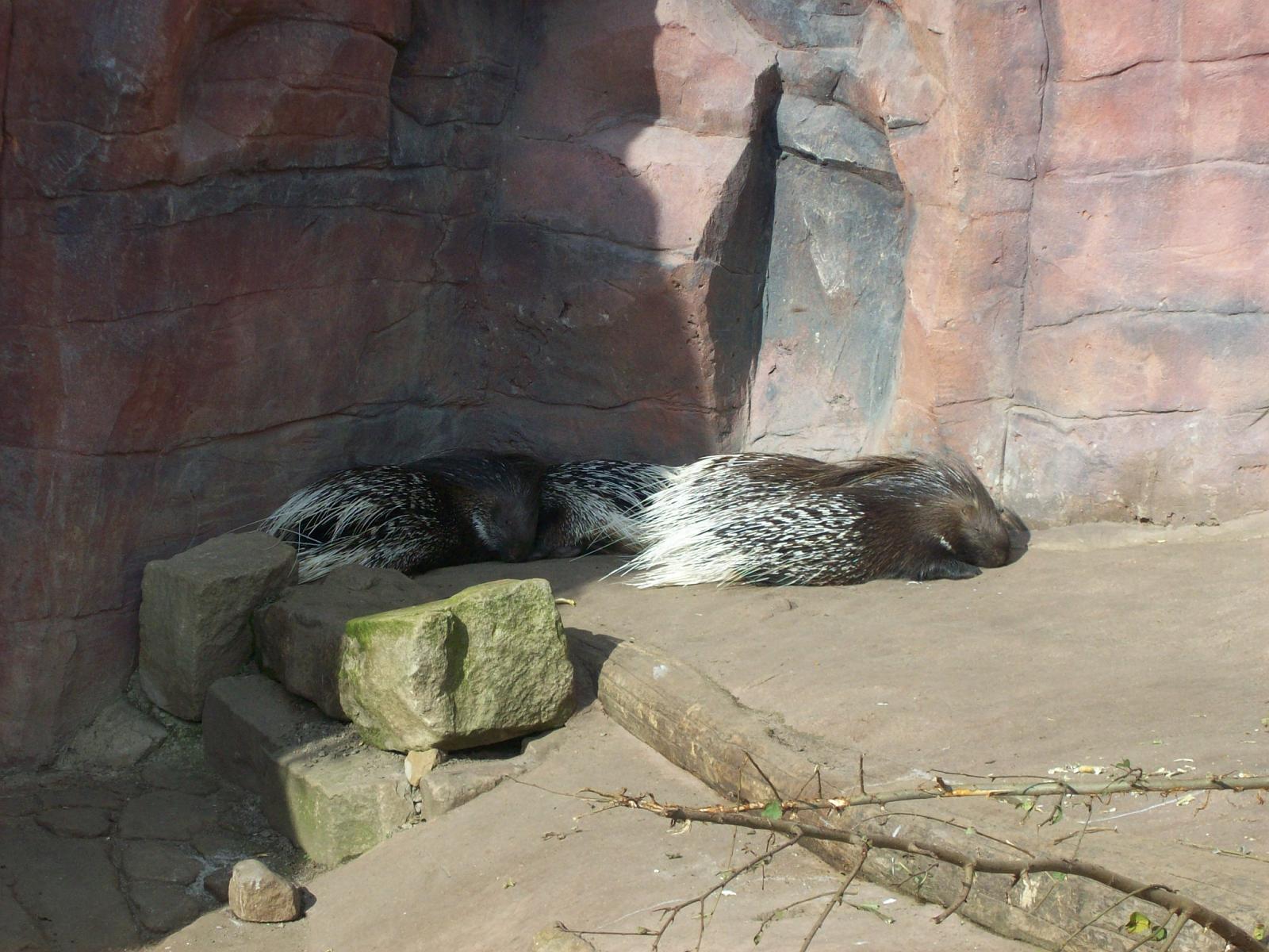 Zoom 18.10.2008-085.jpg